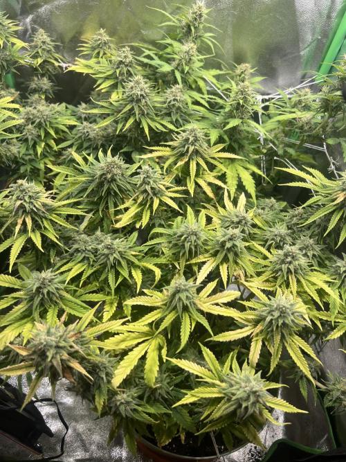 Speedy Chile Mini PC Grow. Week 10