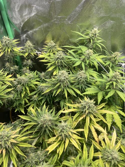 Speedy Chile Mini PC Grow. Week 10