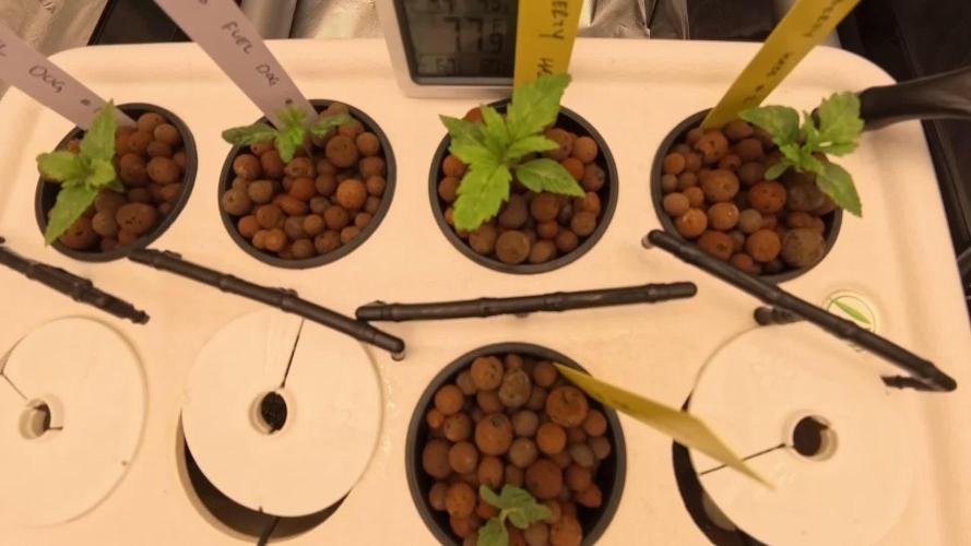 Barney's Farm Vs Seedsman in Aeroponics