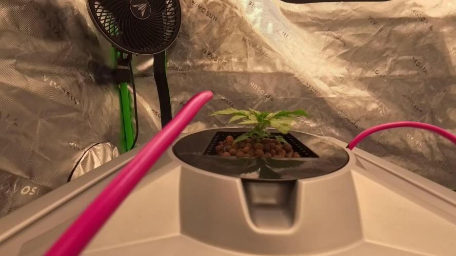 Aeroponics Barney's Farm Vs Seedsman