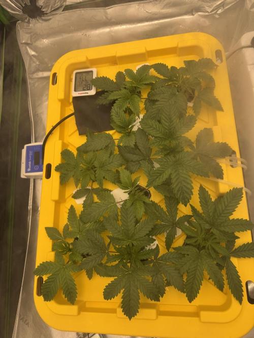 Alien Aeroponics with Robinhood Seeds. Week 3