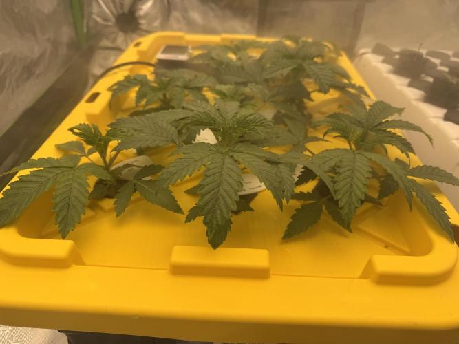 Alien Aeroponics with Robinhood Seeds. Week 3