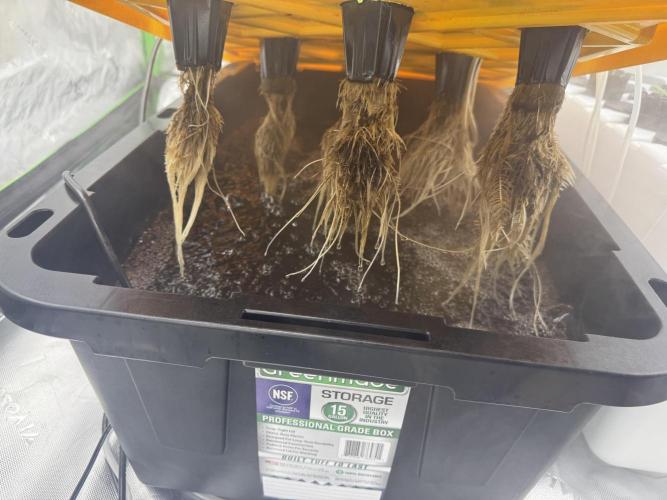 Alien Aeroponics with Robinhood Seeds. Week 3