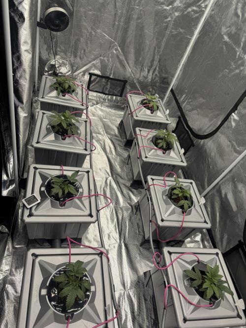 Alien Aeroponics with Robinhood Seeds. Week 3 - Transfer to aero 