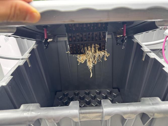 Alien Aeroponics with Robinhood Seeds. Week 4