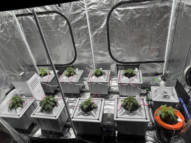 Alien Aeroponics with Robinhood Seeds. Week 4