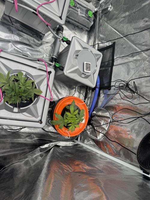 Alien Aeroponics with Robinhood Seeds. Week 4