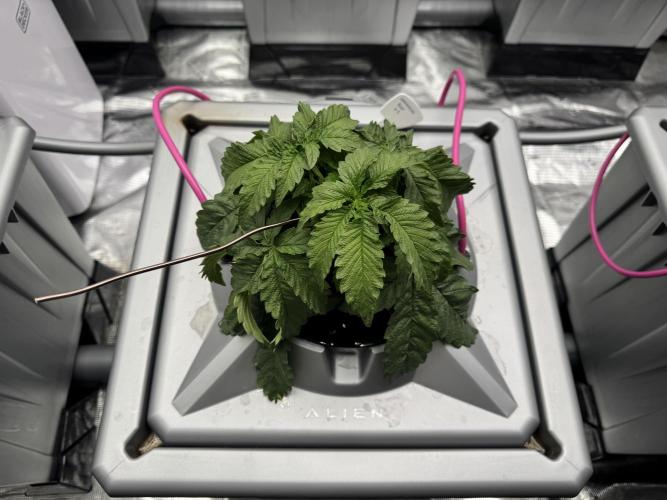 Alien Aeroponics with Robinhood Seeds. Week 4
