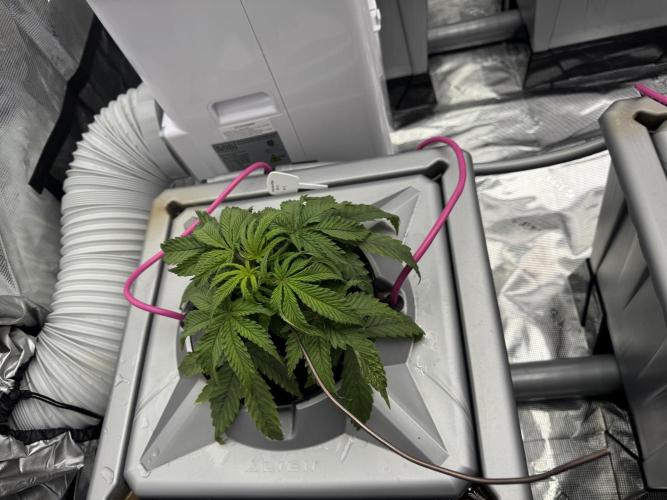 Alien Aeroponics with Robinhood Seeds. Week 4