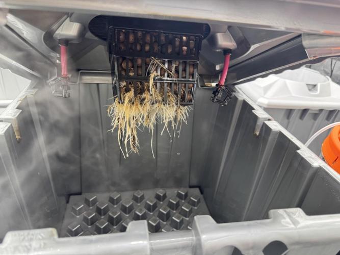 Alien Aeroponics with Robinhood Seeds. Week 4