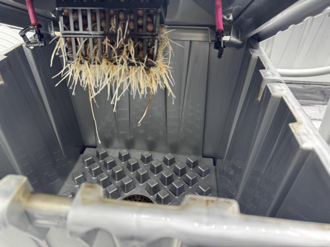 Alien Aeroponics with Robinhood Seeds. Week 4