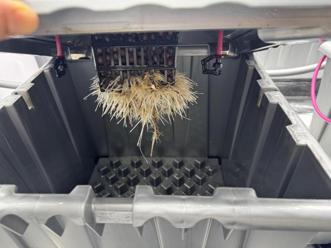 Alien Aeroponics with Robinhood Seeds. Week 4