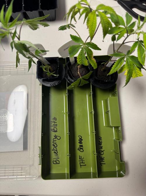 Copycat genetics Queen & Blueberry Blitz. Week 1