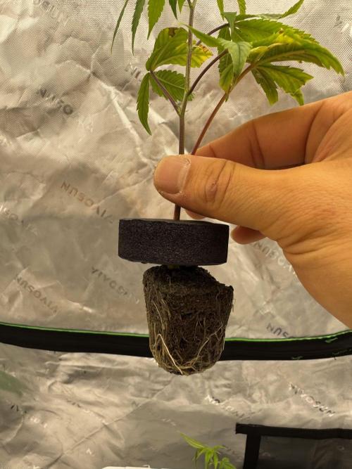 Copycat genetics Queen & Blueberry Blitz. Week 1