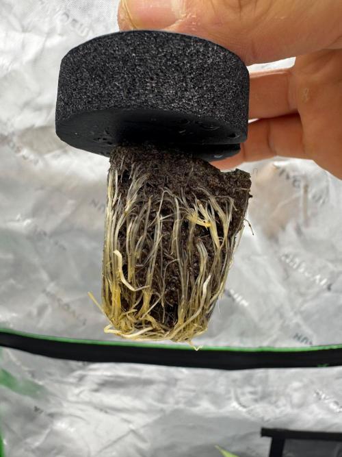 Copycat genetics Queen & Blueberry Blitz. Week 1