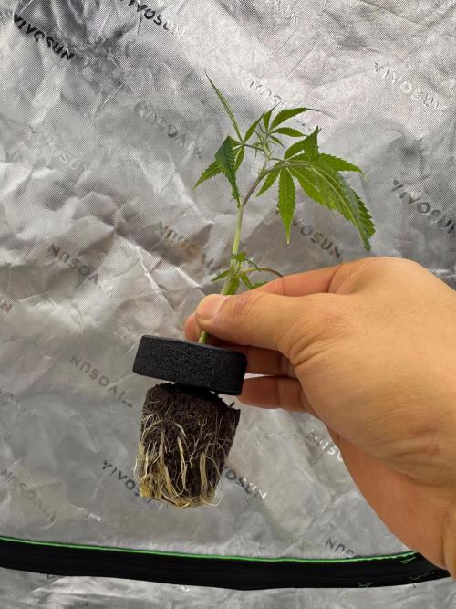 Copycat genetics Queen & Blueberry Blitz. Week 1