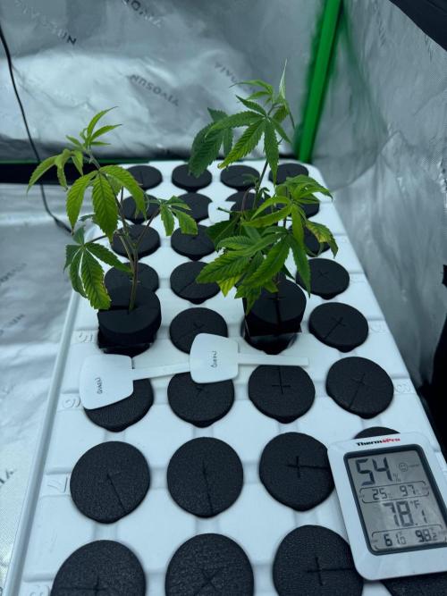 Copycat genetics Queen & Blueberry Blitz. Week 1