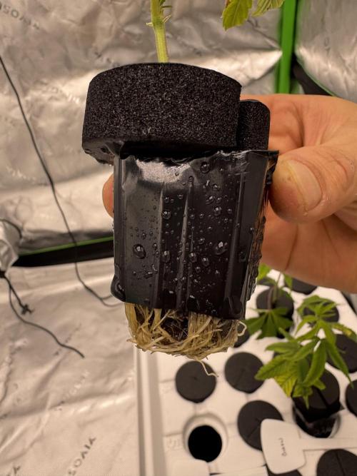 Copycat genetics Queen & Blueberry Blitz. Week 1