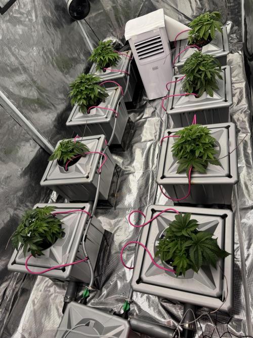 Alien Aeroponics with Robinhood Seeds. Week 5