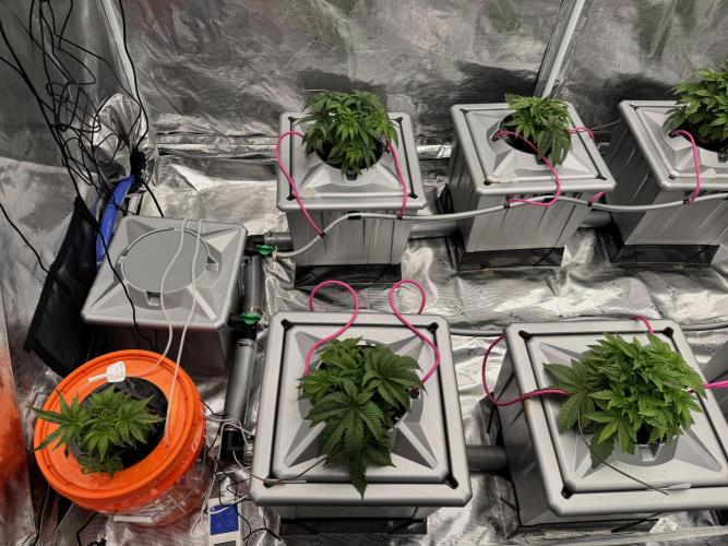 Alien Aeroponics with Robinhood Seeds. Week 5