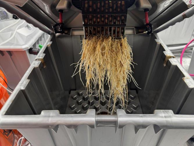 Alien Aeroponics with Robinhood Seeds. Week 5