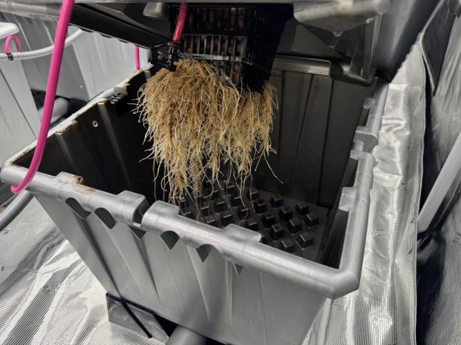 Alien Aeroponics with Robinhood Seeds. Week 5