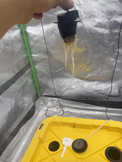 Copycat genetics Queen & Blueberry Blitz. Week 2