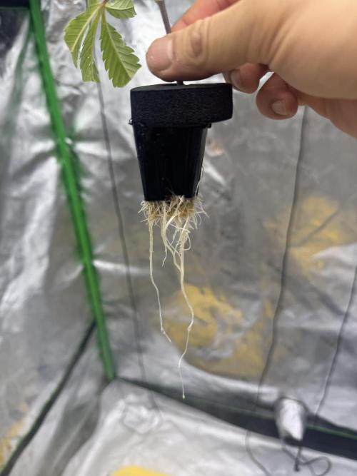 Copycat genetics Queen & Blueberry Blitz. Week 2