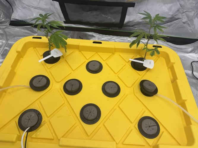 Copycat genetics Queen & Blueberry Blitz. Week 2