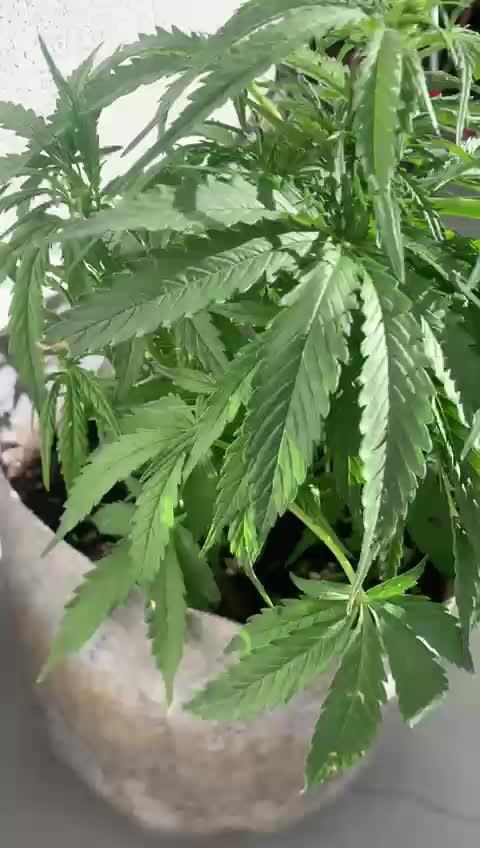 Sweetseeds permanent jealousy xl auto