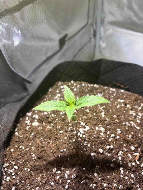 First Grow - Northern Lights. Week 2 - DAY 8