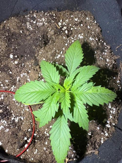 First Grow - Northern Lights. Week 3 - DAY 15