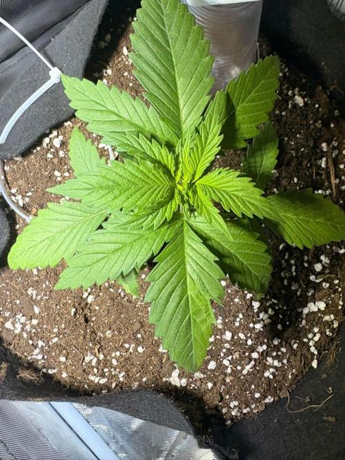 First Grow - Northern Lights. Week 3 - DAY 16