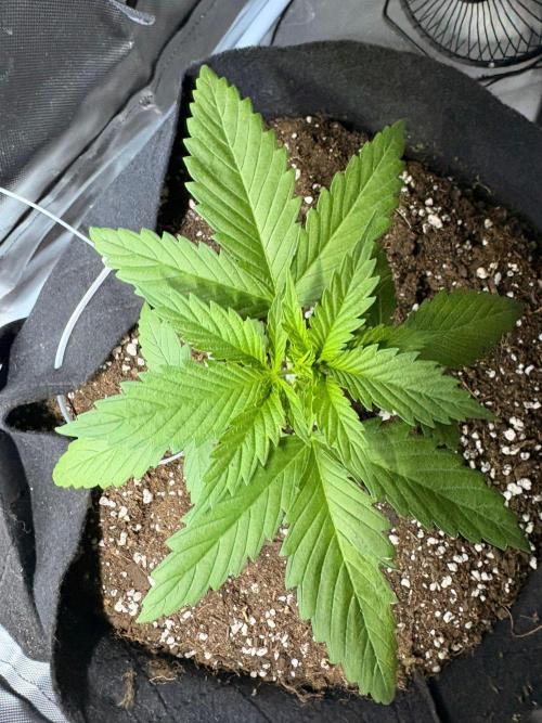 First Grow - Northern Lights. Week 3 - DAY 17