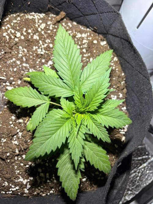 First Grow - Northern Lights. Week 3 - DAY 18