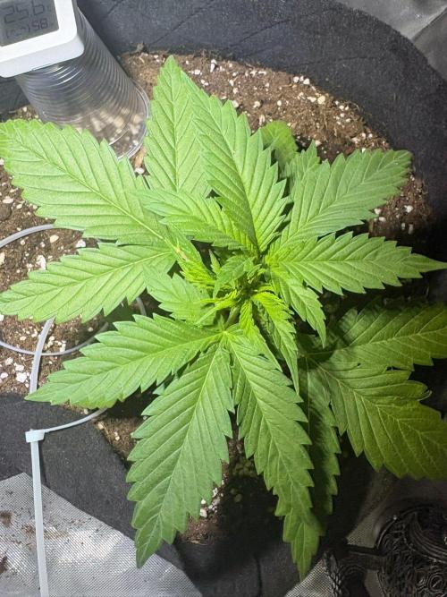 First Grow - Northern Lights. Week 3 - DAY 19