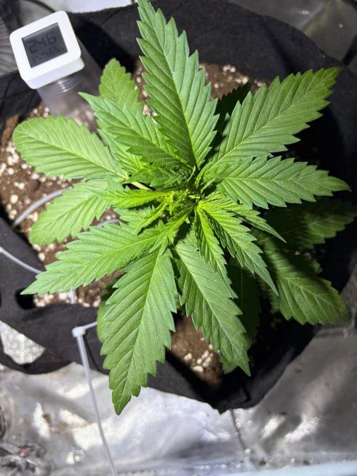 First Grow - Northern Lights. Week 3 - DAY 20