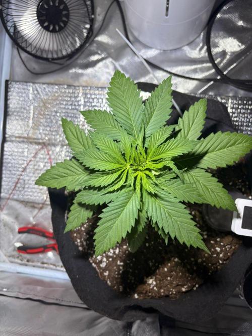 First Grow - Northern Lights. Week 3 - DAY 21