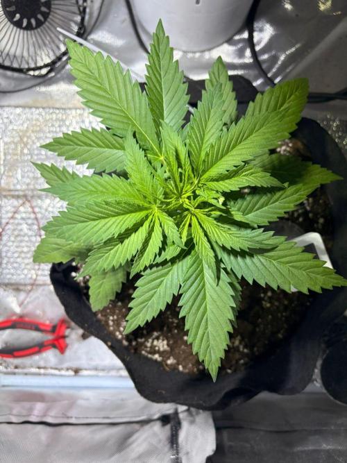 First Grow - Northern Lights. Week 4 - DAY 22