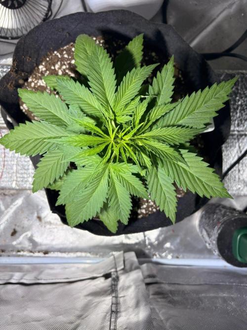 First Grow - Northern Lights. Week 4 - DAY 23