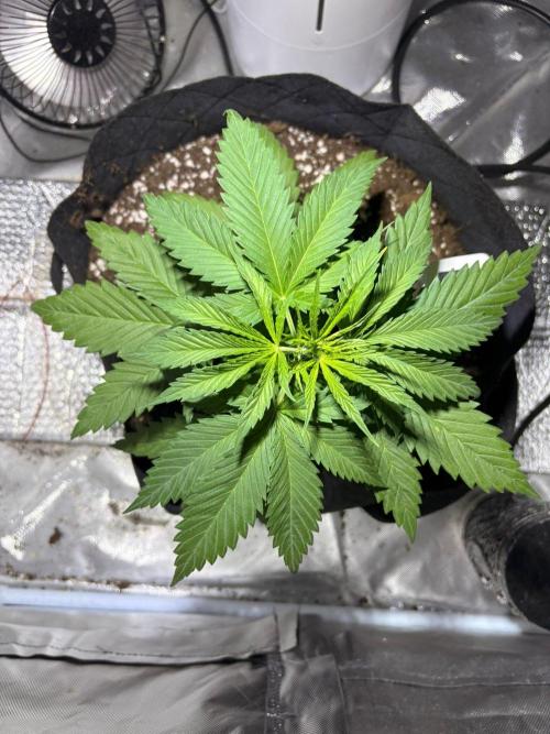 First Grow - Northern Lights. Week 4 - DAY 24