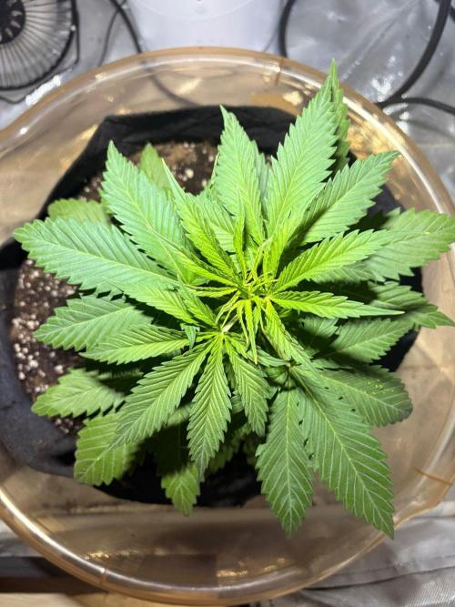 First Grow - Northern Lights. Week 4 - DAY 25