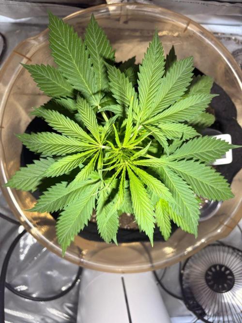 First Grow - Northern Lights. Week 4 - DAY 26