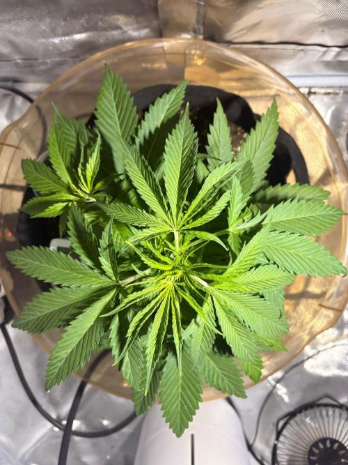 First Grow - Northern Lights. Week 4 - DAY 27