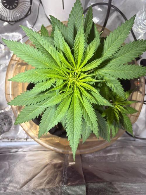 First Grow - Northern Lights. Week 4 - DAY 28