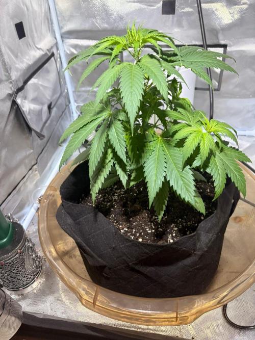 First Grow - Northern Lights. Week 5 - DAY 29