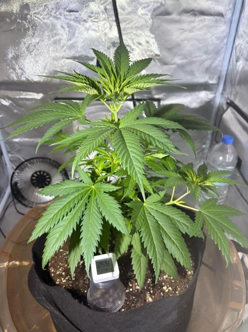 First Grow - Northern Lights. Week 5 - DAY 30