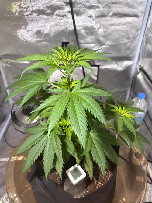 First Grow - Northern Lights. Week 5 - DAY 31