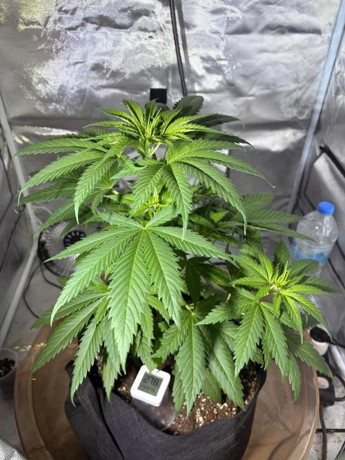First Grow - Northern Lights. Week 5 - DAY 32