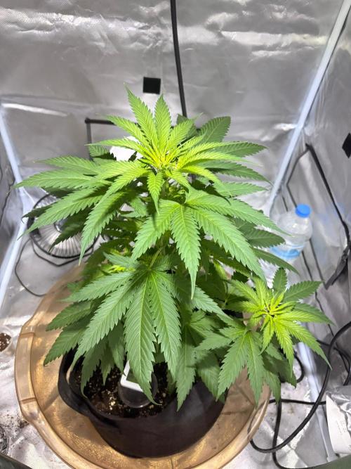 First Grow - Northern Lights. Week 5 - DAY 33